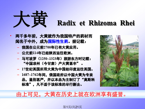 大黄鉴定