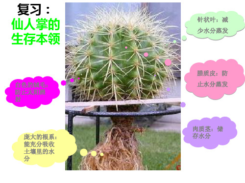 有利于动物生存的本领课件