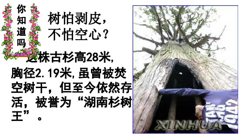 北师大版生物七上5.5《运输作用》 课件(共19张PPT)