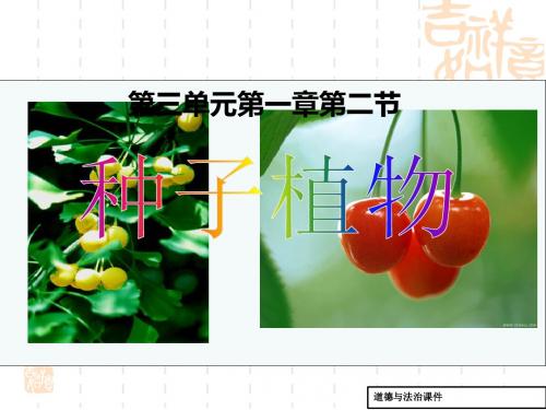 (鲁科版)生物六年级下册：3.1.3《种子植物》ppt课件(3)