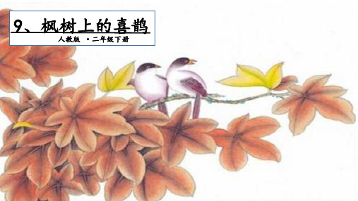 部编《枫树上的喜鹊》ppt课件1