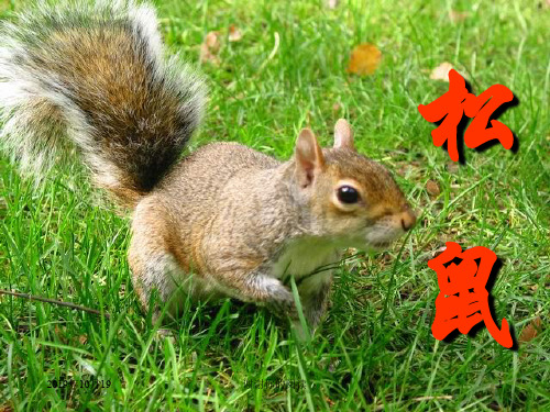 苏教版七下《松鼠》课件.ppt