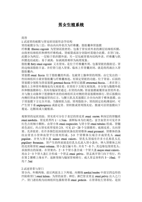 男女生殖系统
