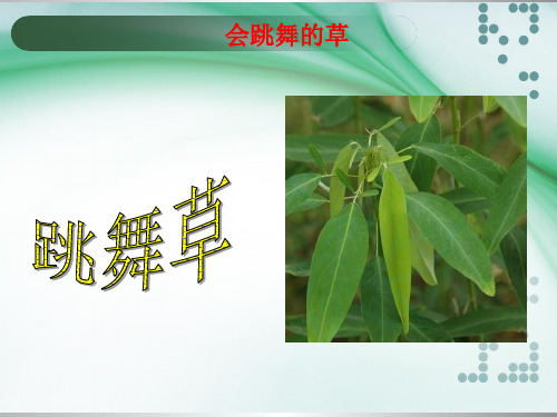 跳舞草