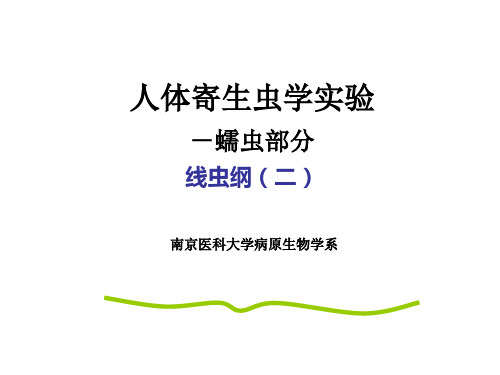 线虫、昆虫 PPT课件