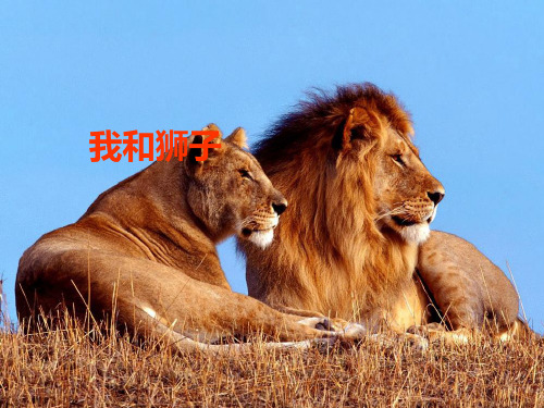 五年级上册语文课件-《我和狮子》｜北京版 (共16张PPT)