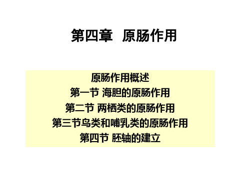 发育生物学-第四章-原肠作用