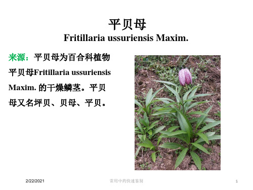 常用中药快速鉴别课件