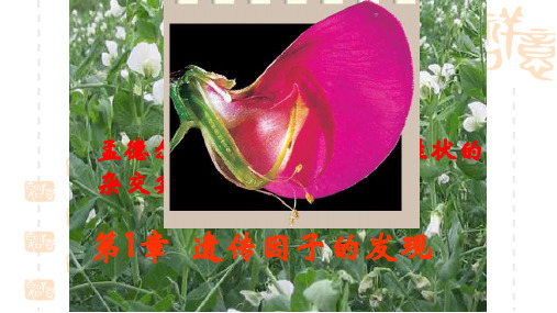 高二年级人教版生物—遗传因子的发现