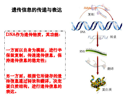 《遗传信息的传递与表达》PPT课件