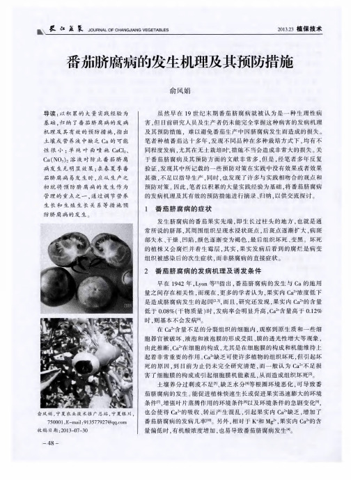 番茄脐腐病的发生机理及其预防措施