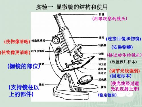 显微镜的结构及使用