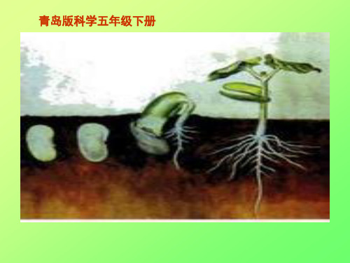(五下)科学优秀课件-10《种子发芽了》 ｜青岛版(六年制) PPT(9页)