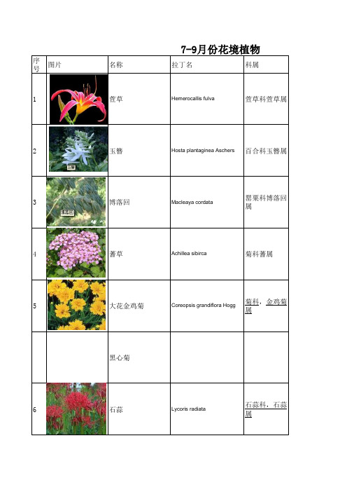 7-9月份花境植物