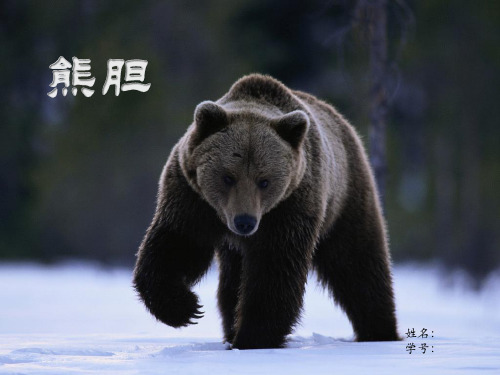 熊胆