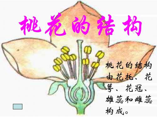花--浙教版