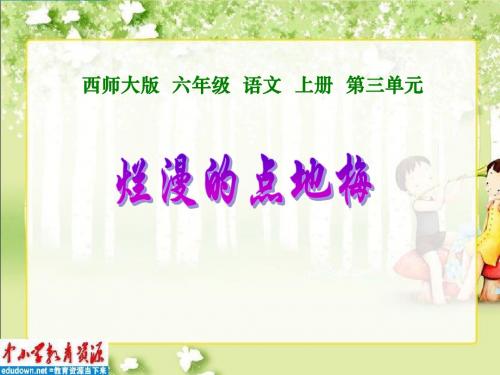 西师大版小学六年级语文上册《烂漫的点地梅》课件