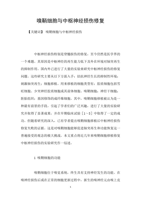 嗅鞘细胞与中枢神经损伤修复