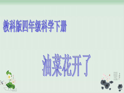 四年级下册科学课件PPT：油菜 花开了- 教科版