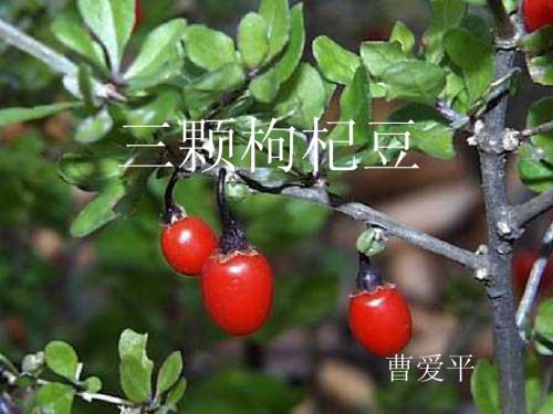 语文《三颗枸杞豆》_精品课件版