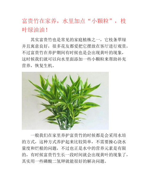 富贵竹在家养,水里加点“小颗粒”,枝叶绿油油!-养花技巧