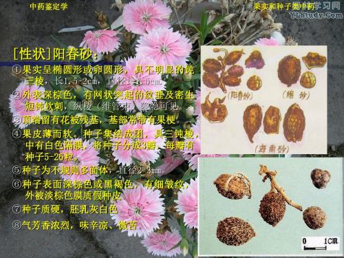 74 果实种子类