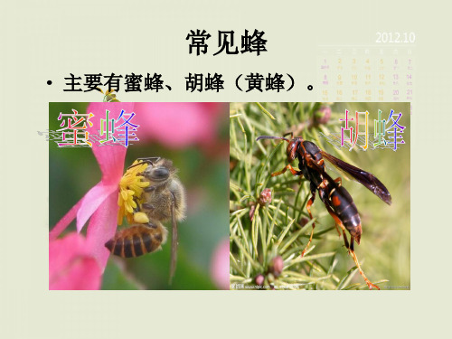 蜂蛰伤的急救