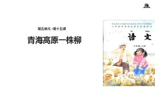 六年级上册语文课件-15青海高原一株柳∣苏教版(共19张PPT)