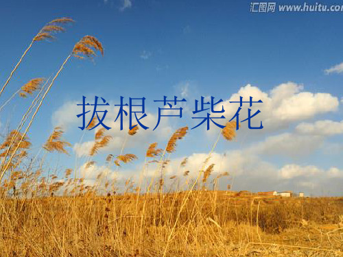拔根芦柴花