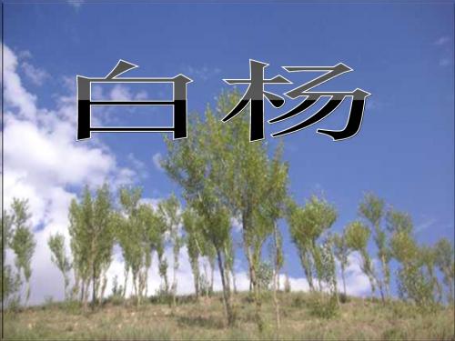 五年级语文下册第14课《白杨》优秀PPT课件冀教版