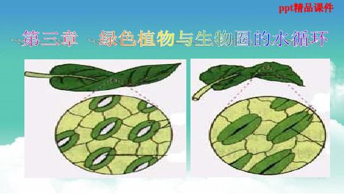 新人教版2018-2019七年级生物上册第三单元第三章绿色植物与圈的水循环ppt课件