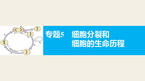 高三高考二轮复习 生物 必修一 细胞的生命历程