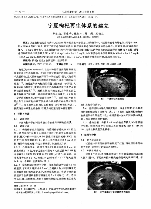 宁夏枸杞再生体系的建立