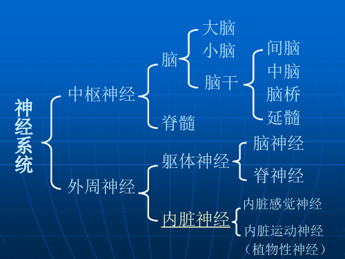 畜禽解剖生理第11章 中枢神经系统