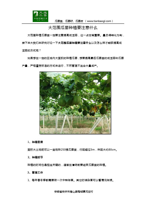 大范围瓜蒌种植要注意什么