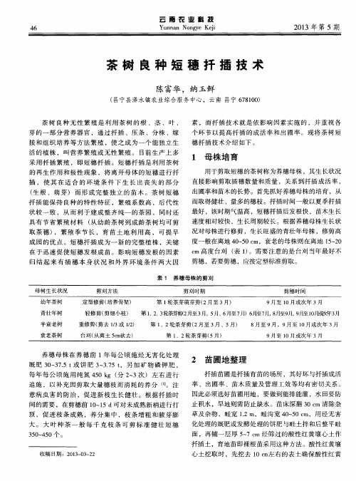 茶树良种短穗扦插技术