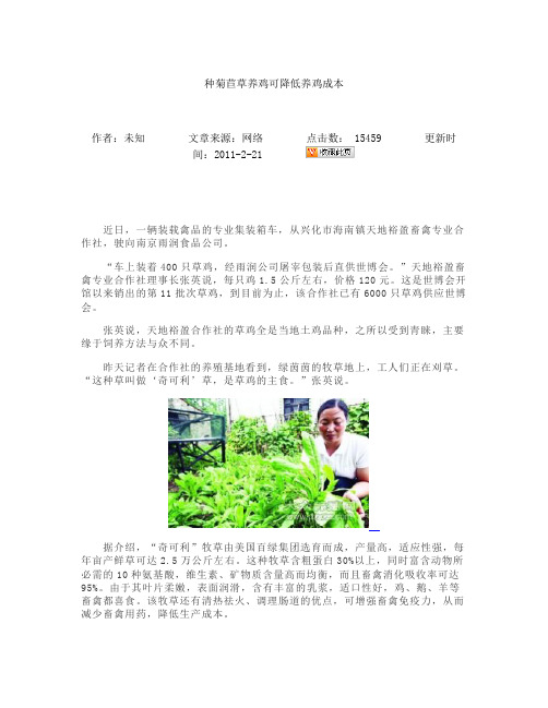 种菊苣草养鸡可降低养鸡成本_图文.