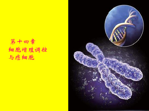 第十四章 细胞增殖调控与癌细胞-yan