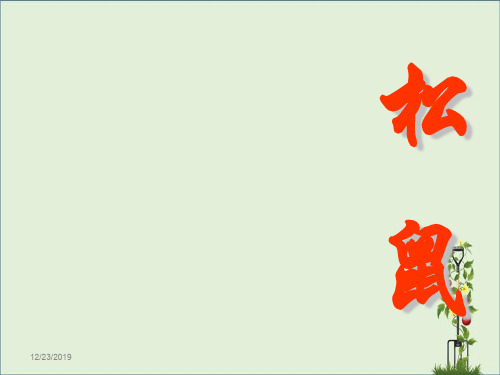 松鼠(2)