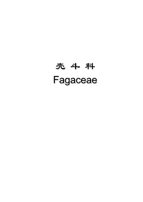 壳斗科