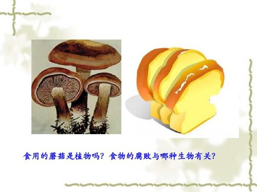 北师大版八年级生物上册第18章第1节微生物在生物圈中的作用(共64张PPT)