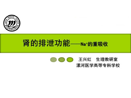 钠离子的重吸收