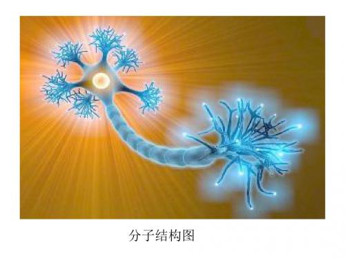 2017年高考生物总复习细胞的分子组成和结构 (共31张PPT)