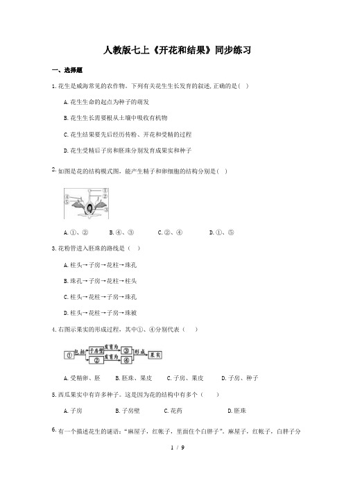 人教版生物七年级上册3.2.3《开花和结果》同步练习(含答案)