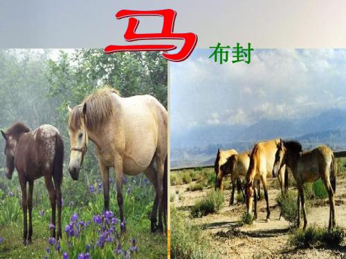 《马》课件ppt (9)