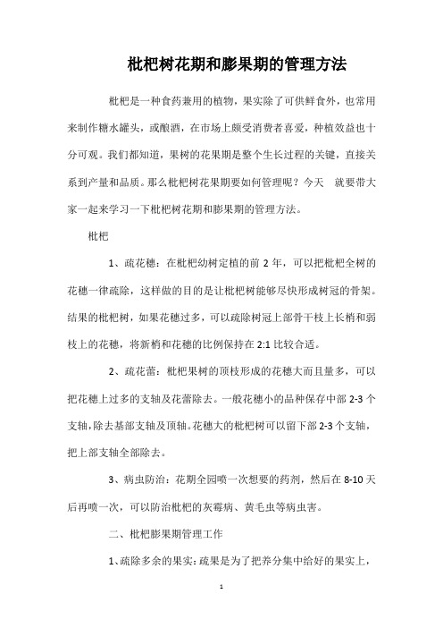 枇杷树花期和膨果期的管理方法