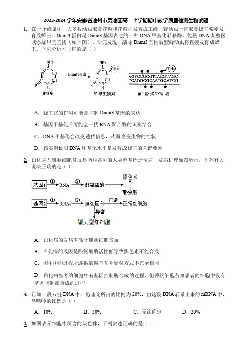 2023-2024学年安徽省池州市贵池区高二上学期期中教学质量检测生物试题