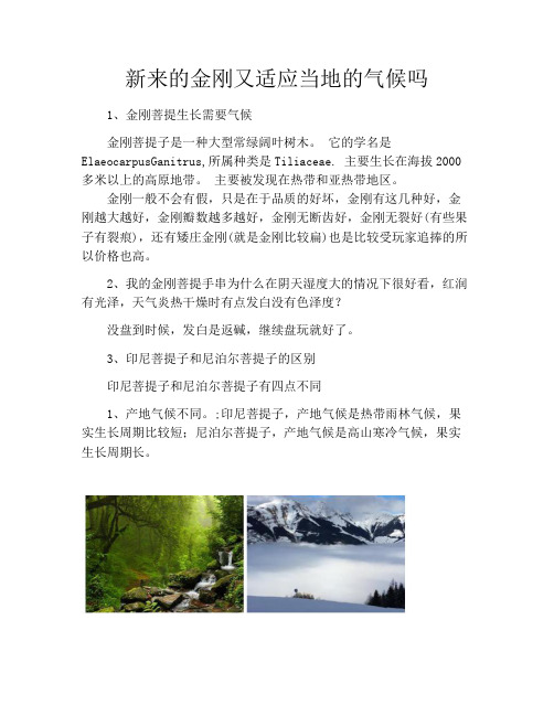 新来的金刚又适应当地的气候吗