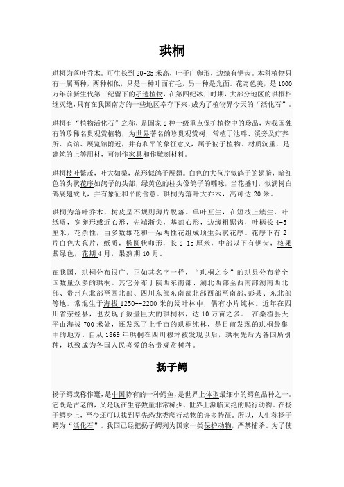 珙桐