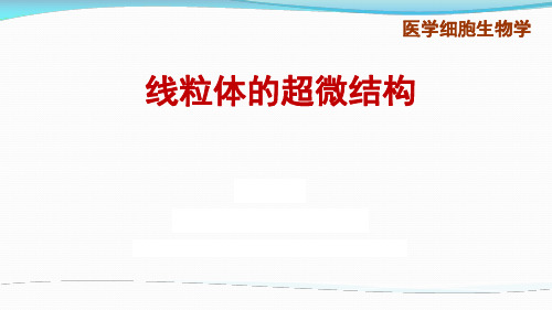 6.1线粒体的超微结构